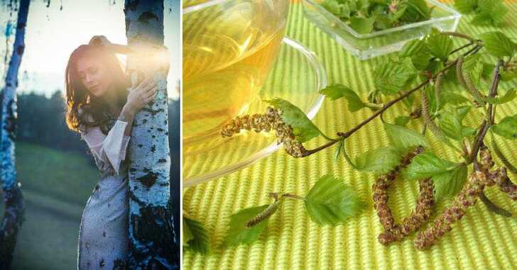 Фитотерапия с листьями берёзы