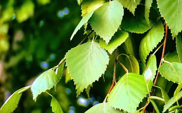 Удивительные свойства листьев берёзы: польза, применение, рецепты