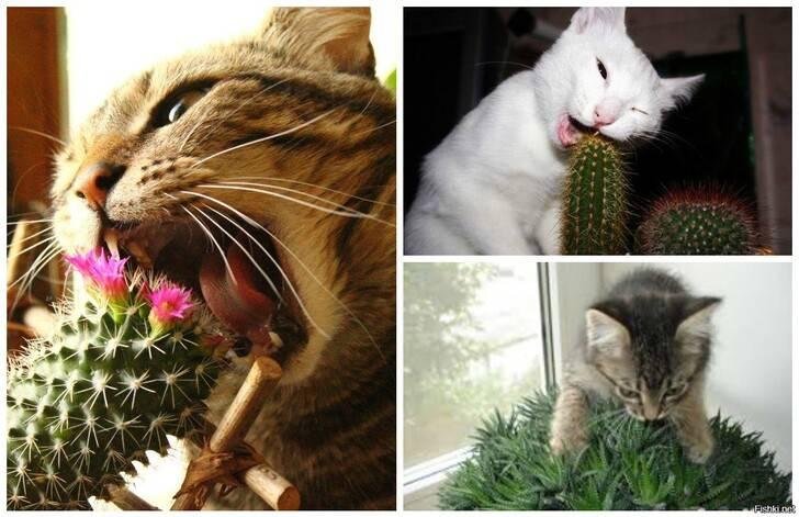 Растения и домашние животные
