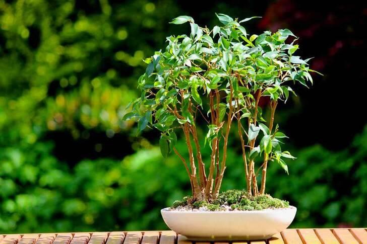 Фикус Бенджамина