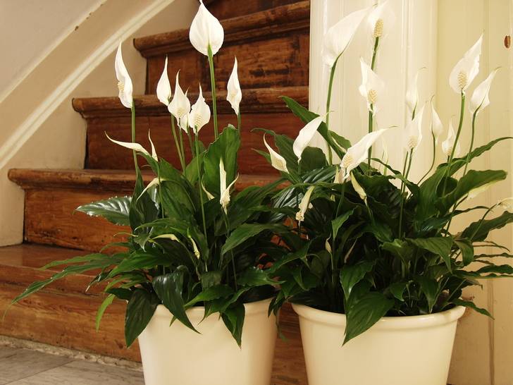 Спатифиллум