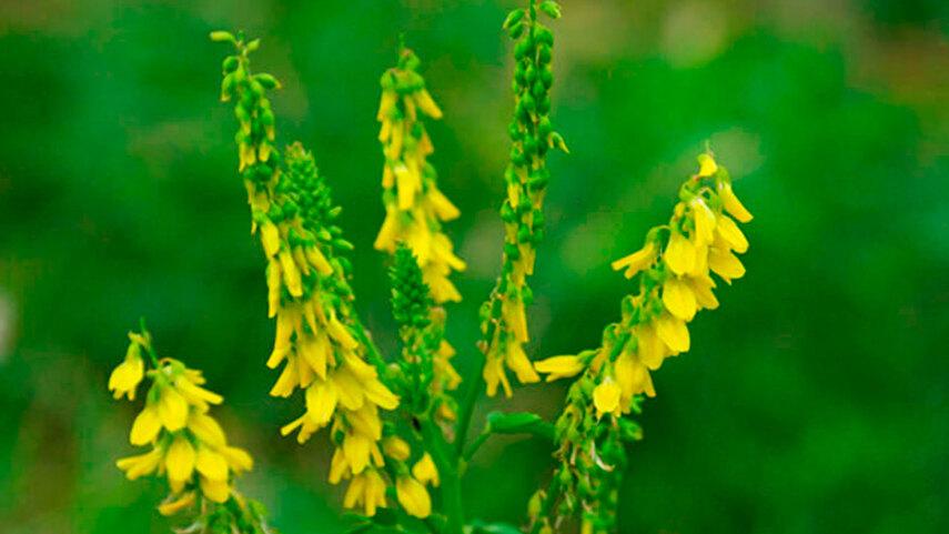 Лечебные и полезные свойства