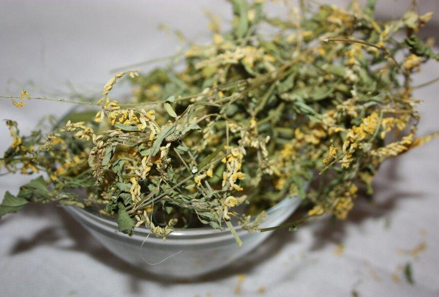 Заготовка и хранение донника