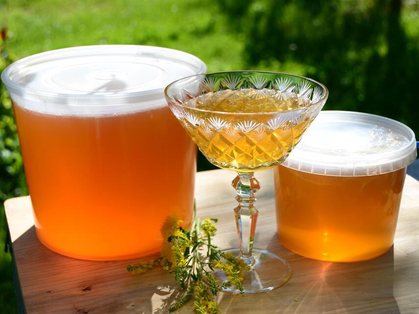 Выращивание донника