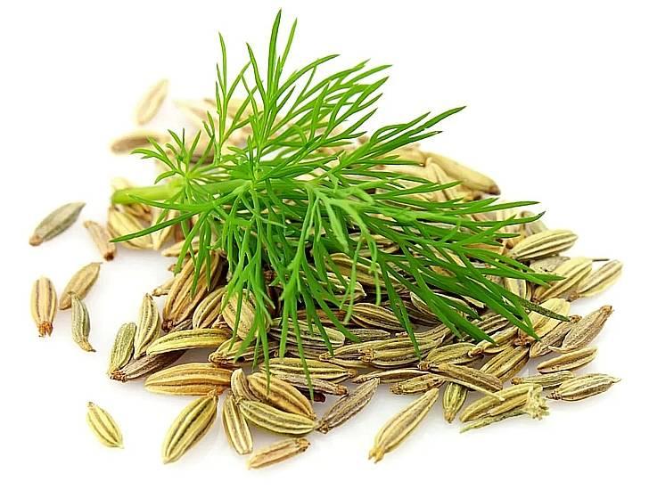 Фото фенхеля