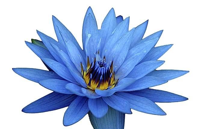 Голубой лотос — 12 полезных свойства красивого цветка