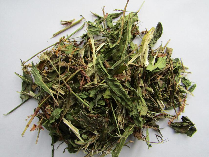 Лечебные свойства горца почечуйного