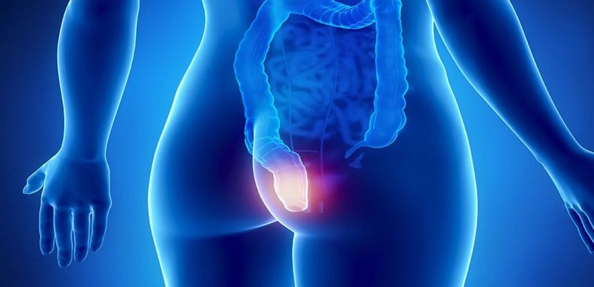 Горец почечуйный при лечении геморроя