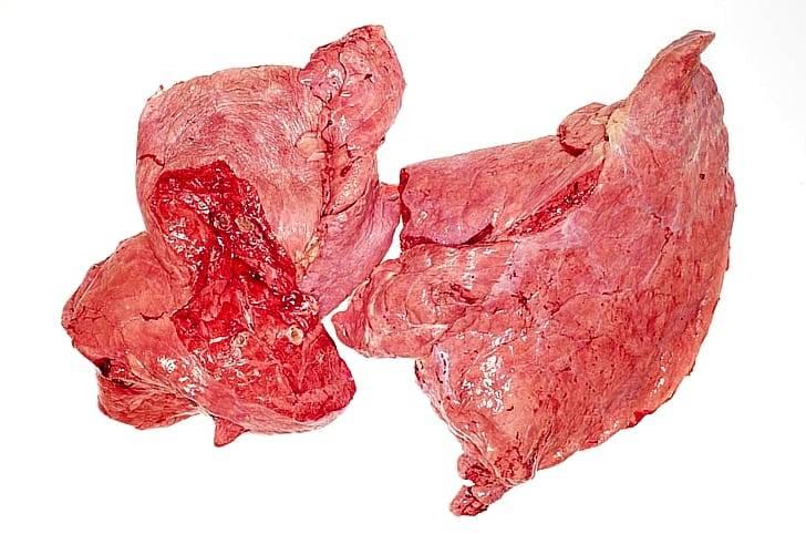 Легкое говяжье – польза и вред субпродукта