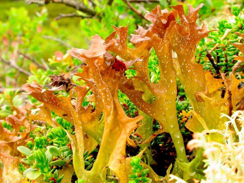 Что такое исландский мох и где он произрастает