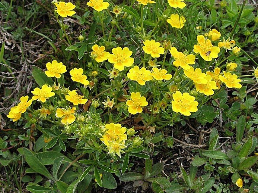 Химический состав и полезные вещества в калгане