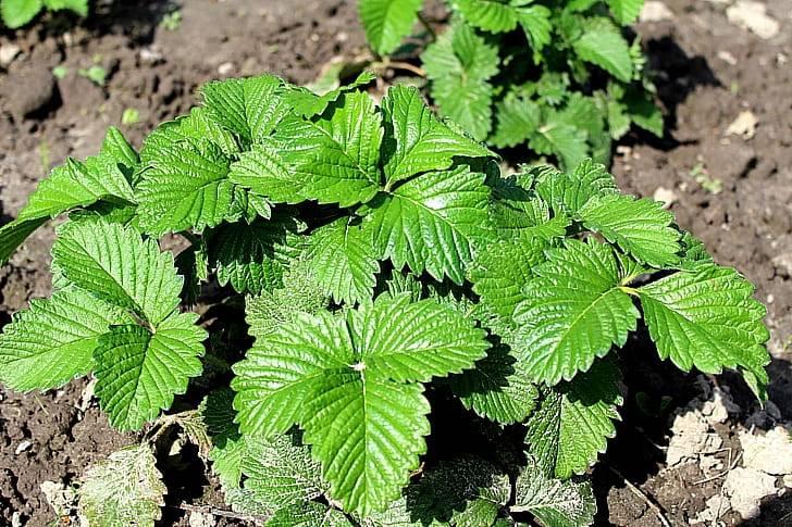 Листья клубники