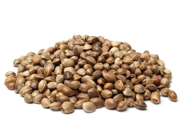  Конопляное семя – польза и вред 