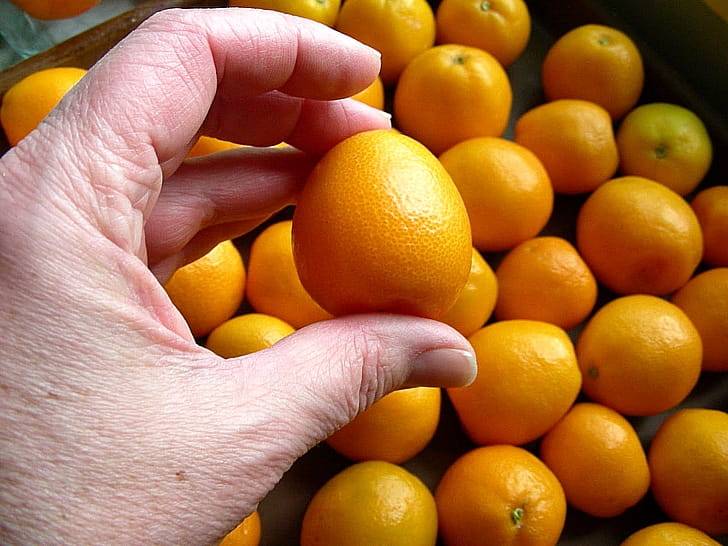 Как выбрать кумкват