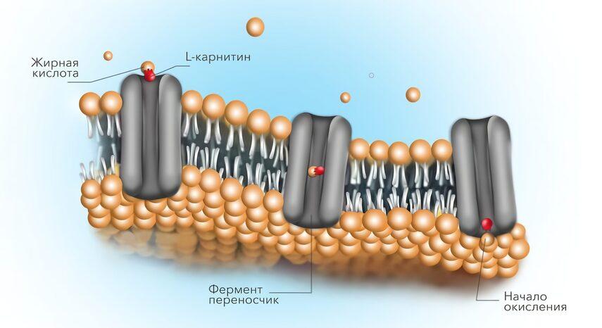 Механизм действия L-карнитина