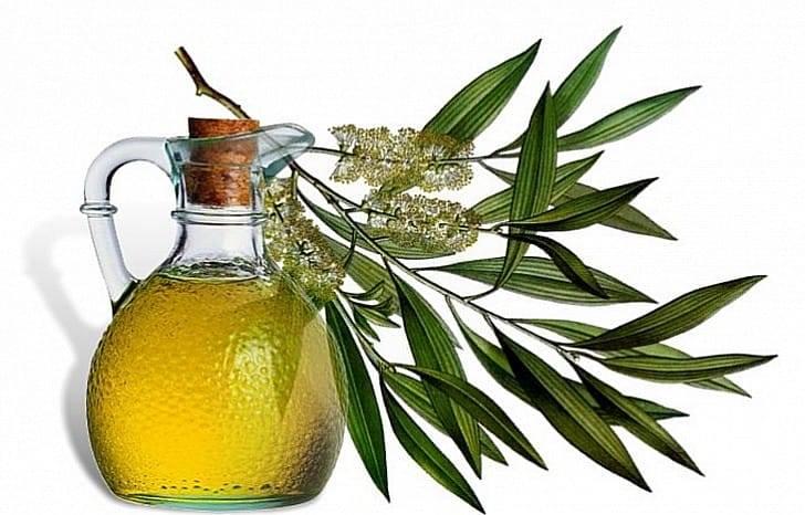Эфирное масло равенсары: 14 полезных свойств, рецепты применения и противопоказания