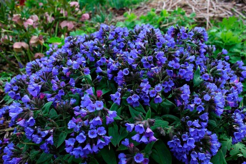 8 лечебных свойств медуницы