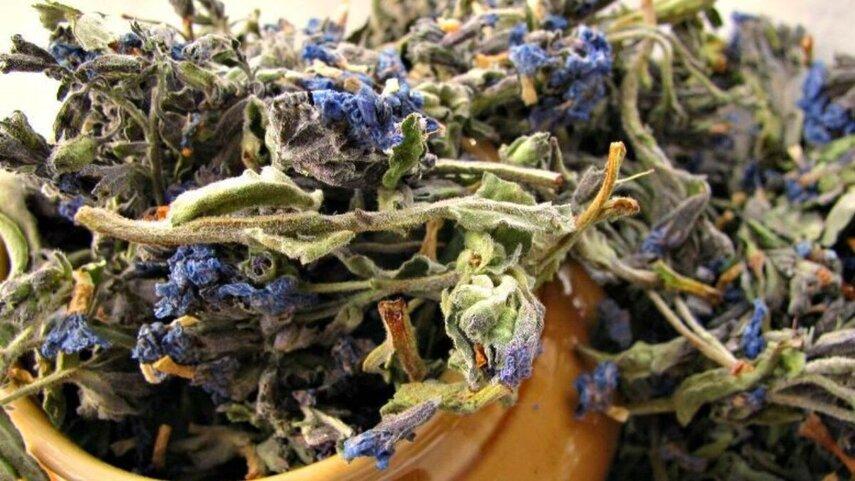 Сбор и заготовка медуницы