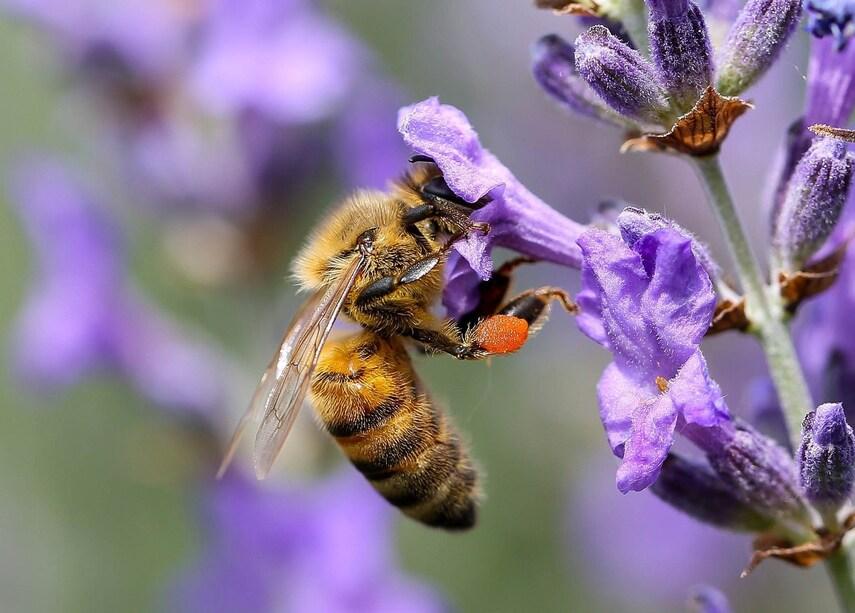 Использование медуницы в других областях