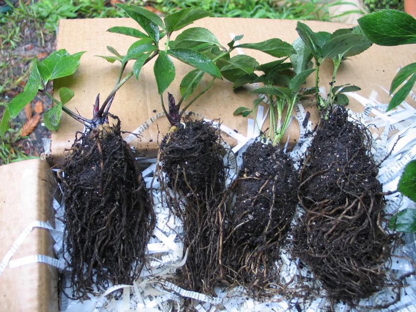 Выращивание и сбор морозника кавказского