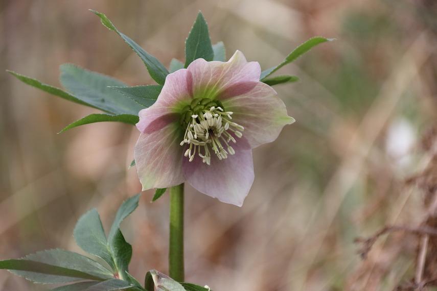 6 лечебных свойств морозника кавказского