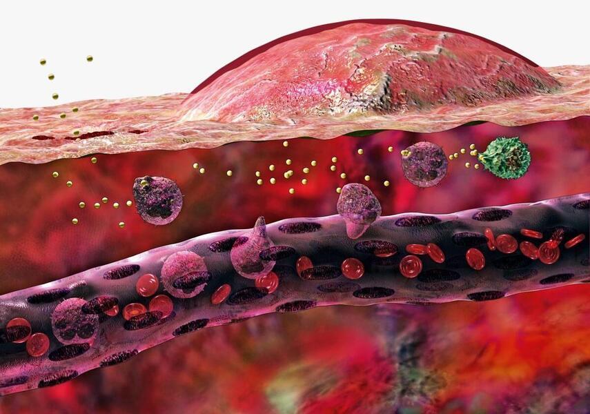 Механизмы влияния сахара на воспаление и регенерацию тканей