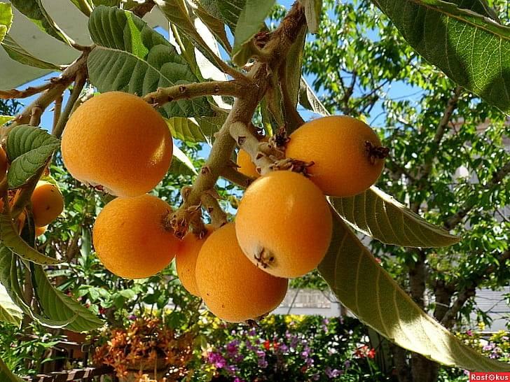 Японская мушмула