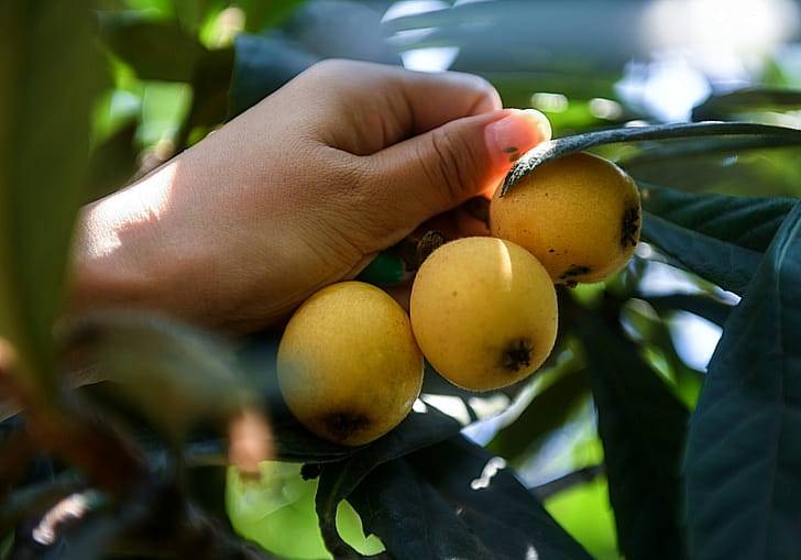 Применение мушмулы