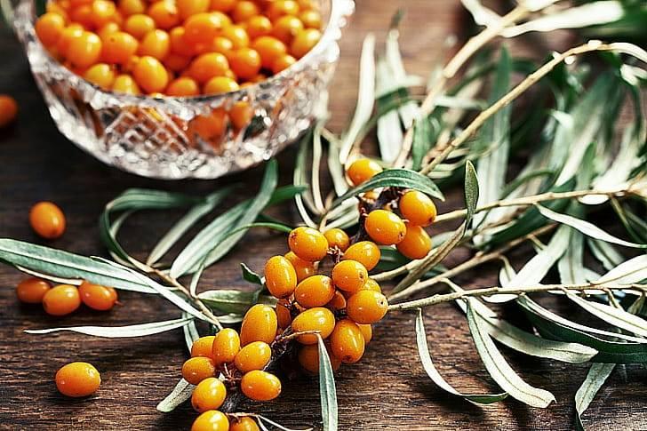 Ягоды облепихи