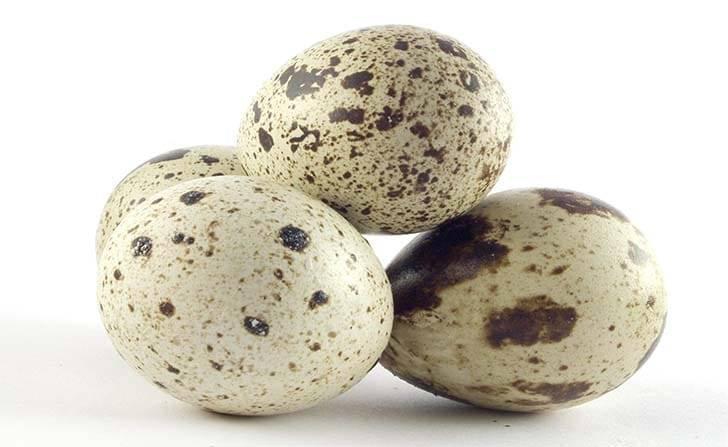 Перепелиные яйца — польза, вред, как принимать мужчинам, женщинам и детям