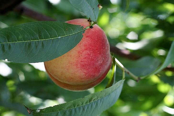 Листья персика