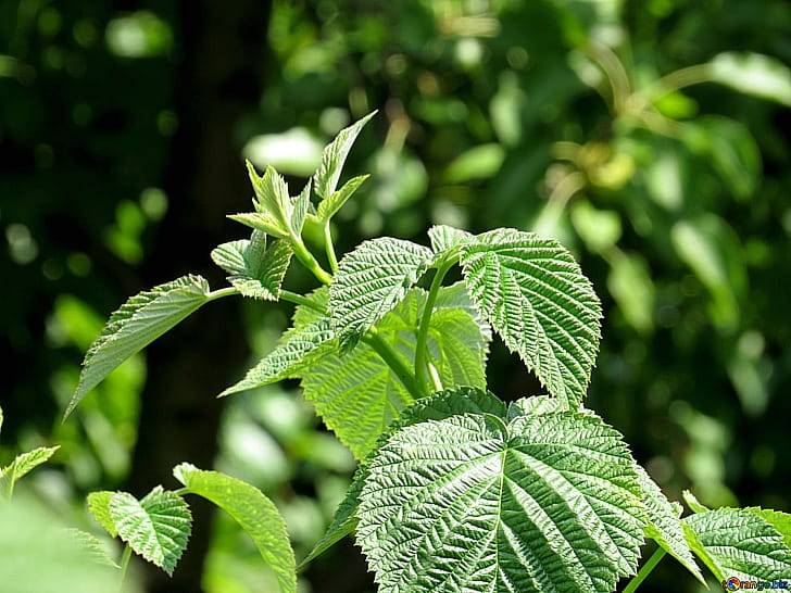 Польза листьев