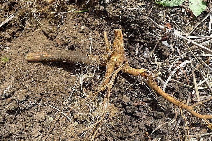 Польза корней