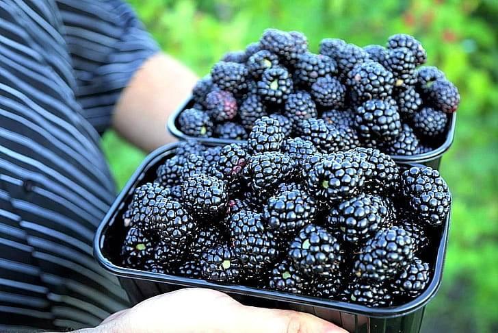 Для мужского организма