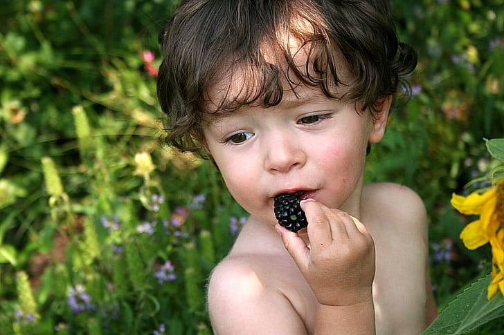 Польза ежевики для детей