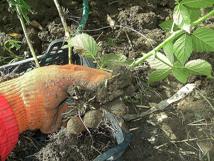 Мочегонное средство из корня ежевики