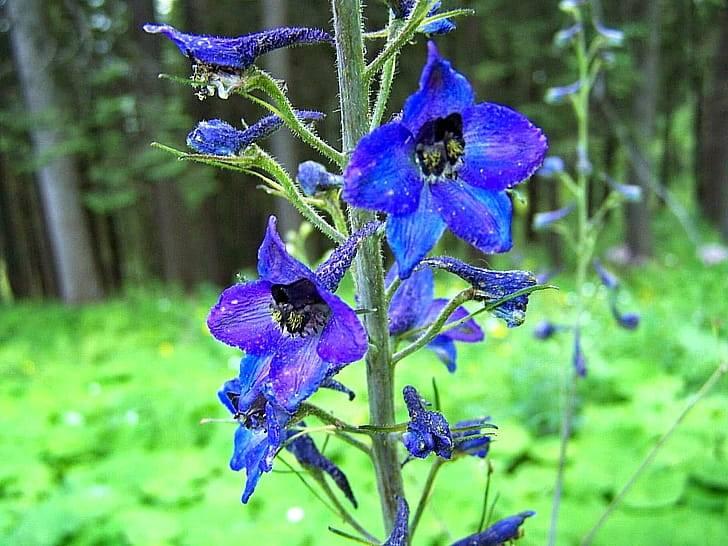 Заготовка окопника