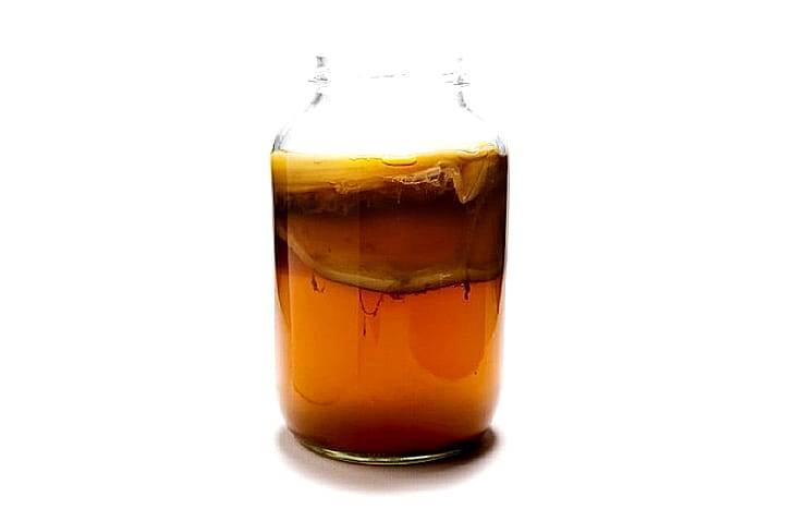 Комбуча (чайный гриб)