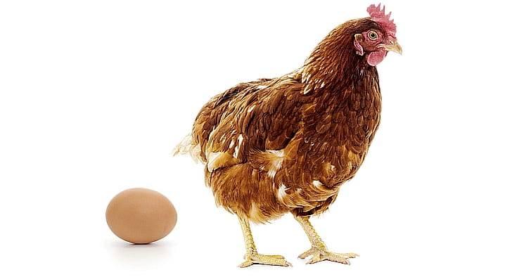 Домашняя птица