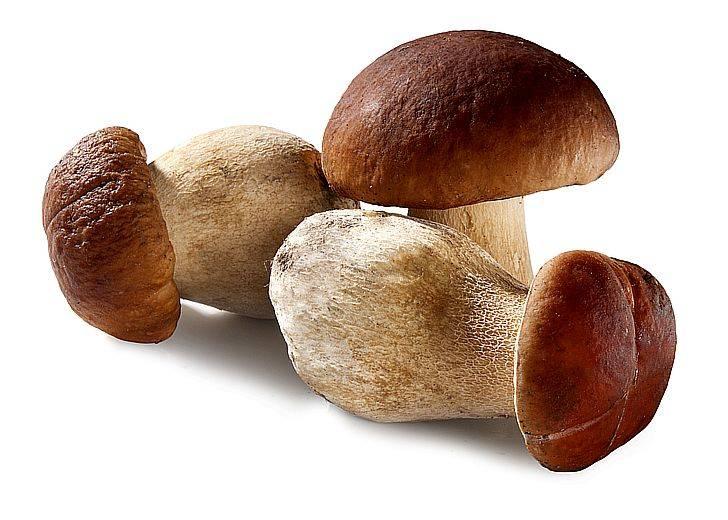 Белые грибы