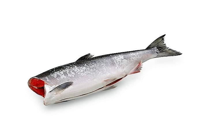 Рыба с высоким содержанием омега-3 – лосось, скумбрия