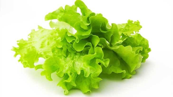 В чем польза листьев салата для организма и противопоказания