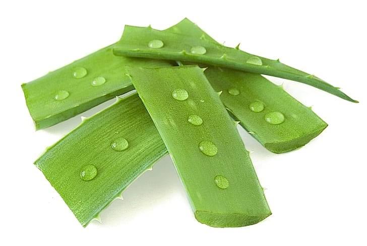 Алоэ вера