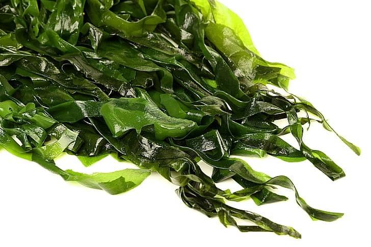 Морские водоросли