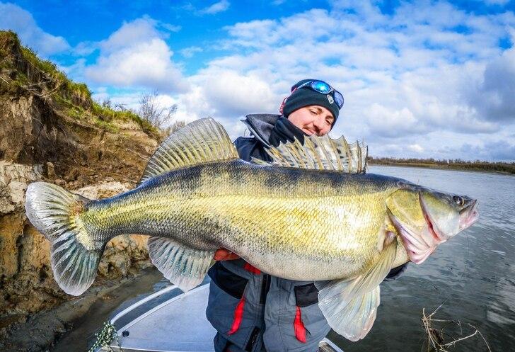 Как правильно выбрать судака