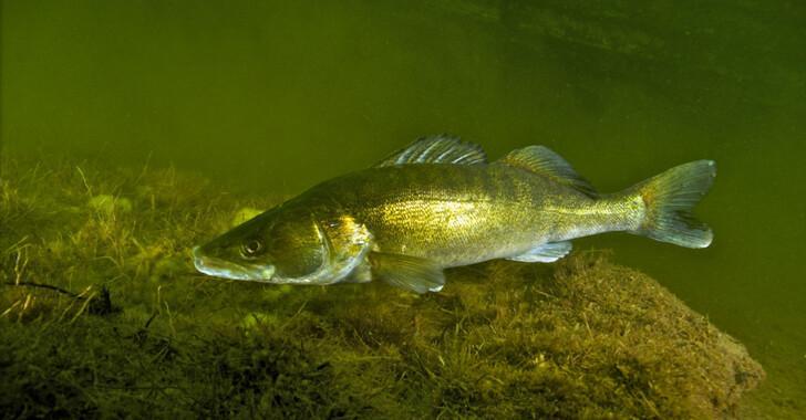 Противопоказания