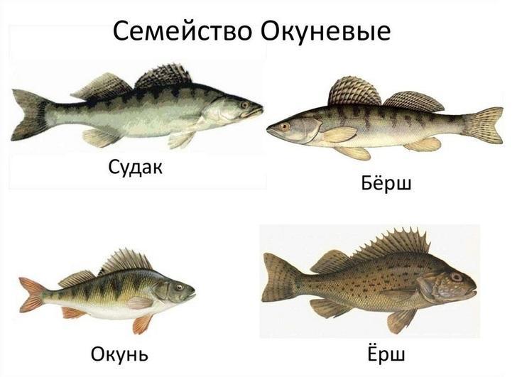 Сравнение судака с другими рыбами