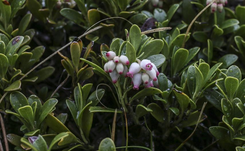 Химический состав