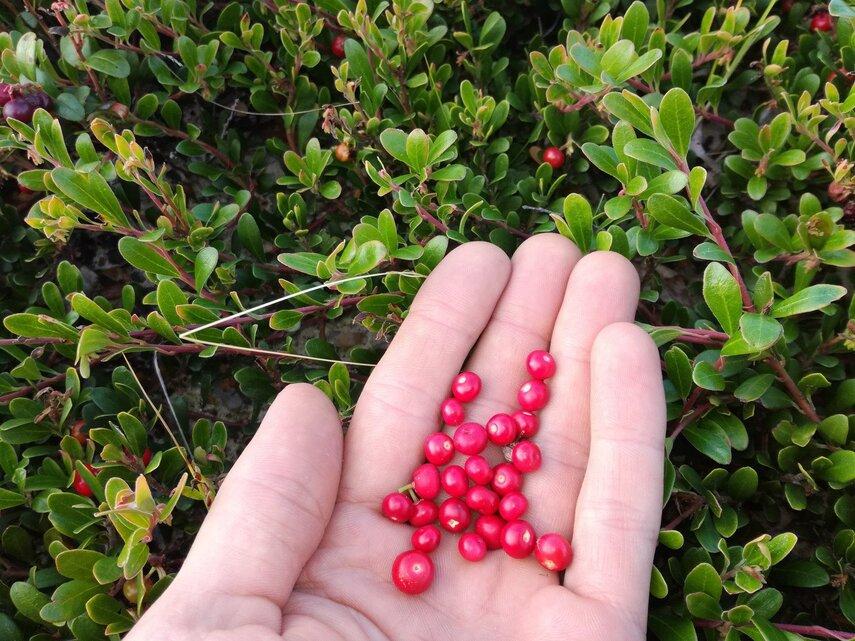 10 полезных свойств толокнянки