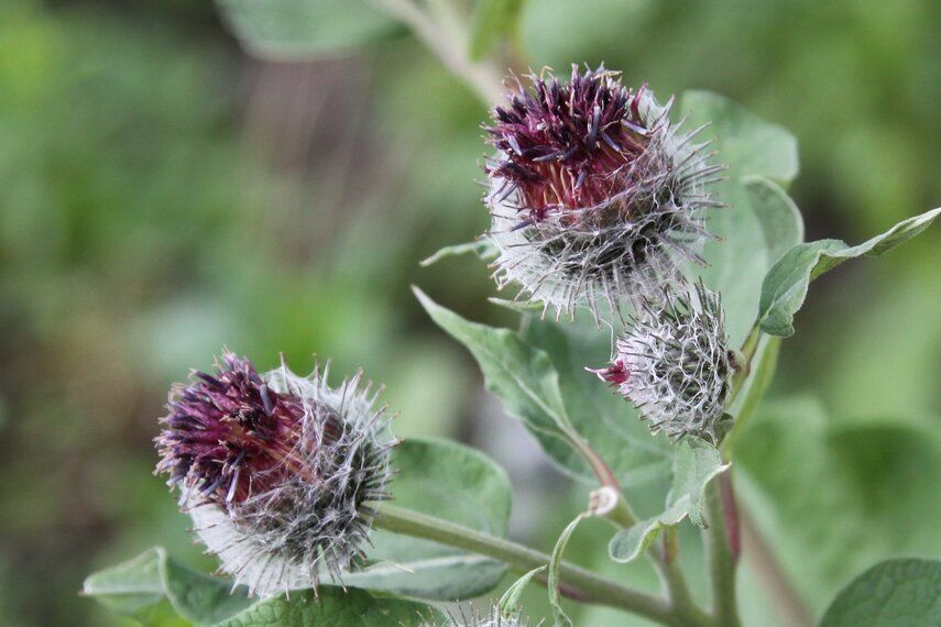 Корень лопуха паутинистого